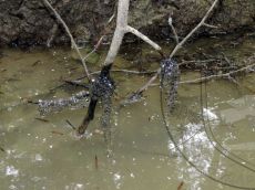 Крестовка-кавказская_кладки